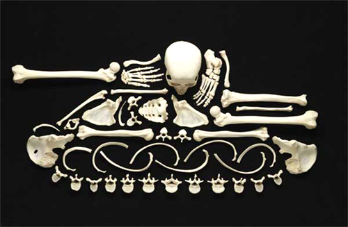 art_human_bones_1